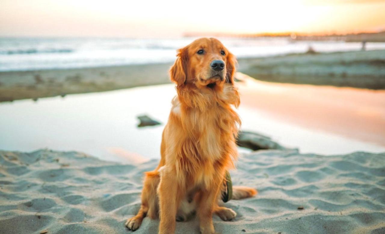 Idyllic Cornish Cottage, Superking Bed, Private Garden Dogs Welcome Truro Eksteriør billede