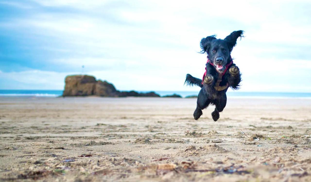 Idyllic Cornish Cottage, Superking Bed, Private Garden Dogs Welcome Truro Eksteriør billede